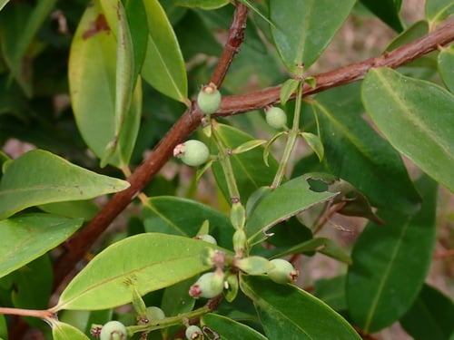 Syzygium antisepticum