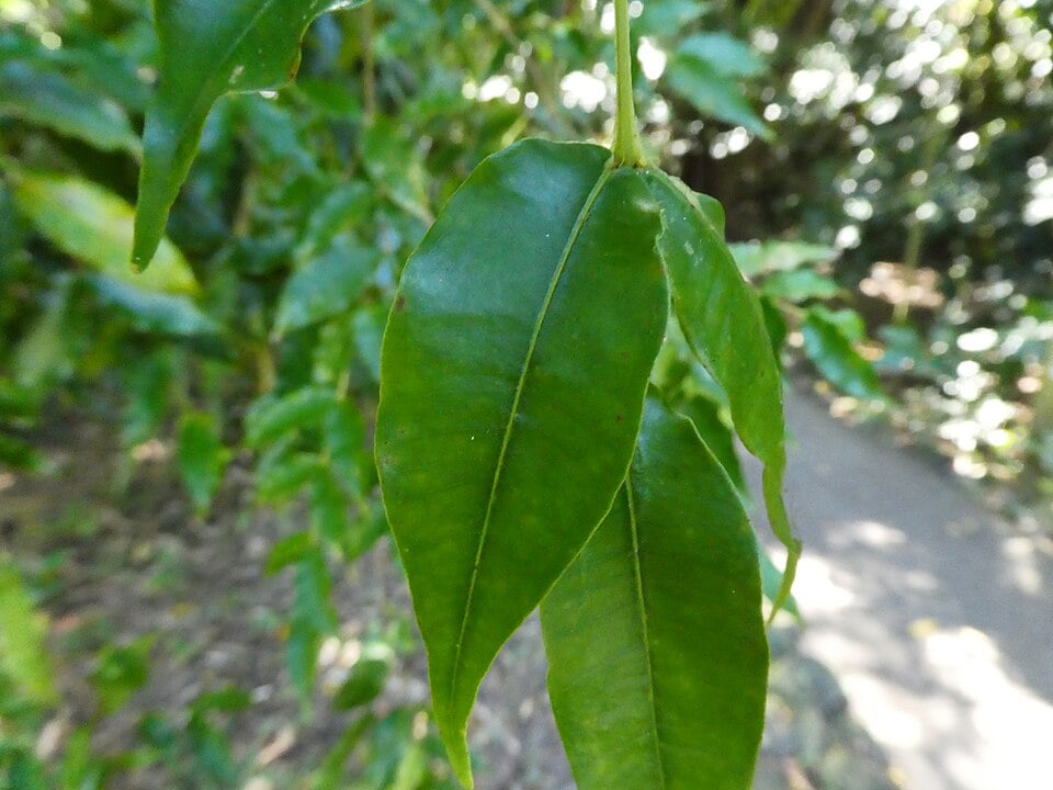 Syzygium apodophyllum (Red Satinash) — photo