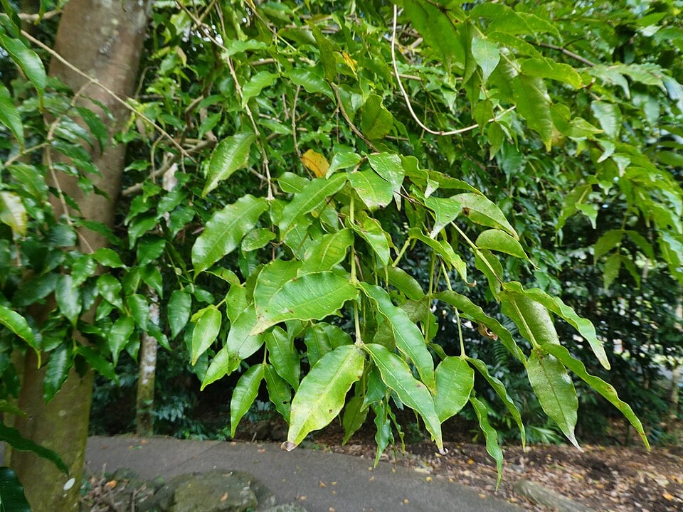 Syzygium apodophyllum