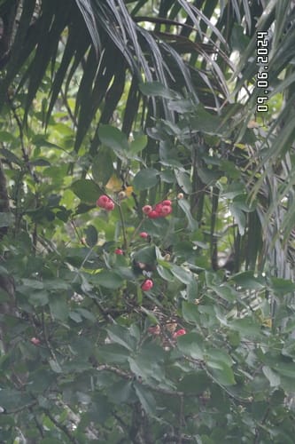 Syzygium aqueum (Watery rose apple) — photo
