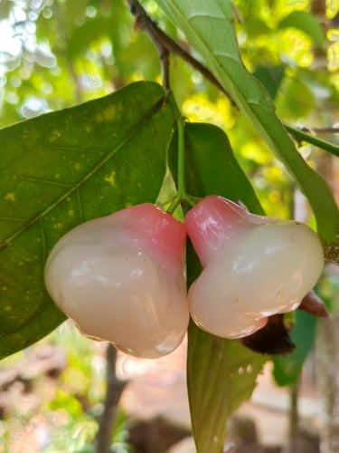 Syzygium aqueum (Watery rose apple) — photo