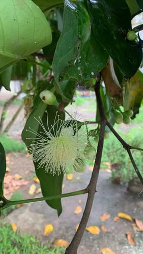 Syzygium aqueum (Watery rose apple) — photo