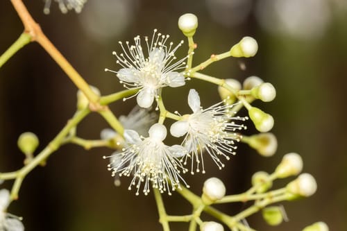Syzygium armstrongii (Armstrong’s satinash) — photo