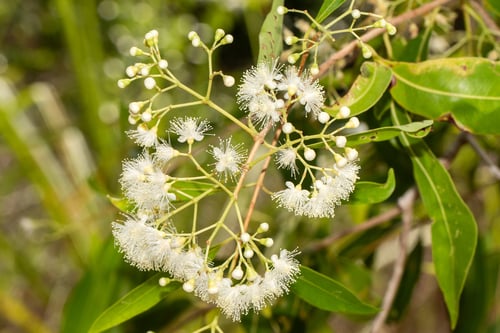 Syzygium armstrongii