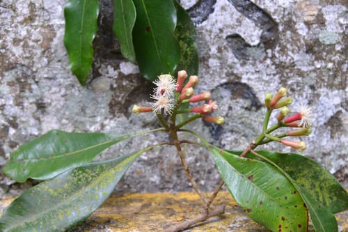 Syzygium aromaticum (Clove) — photo