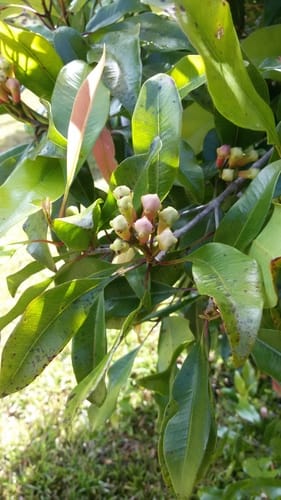 Syzygium aromaticum (Clove) — photo