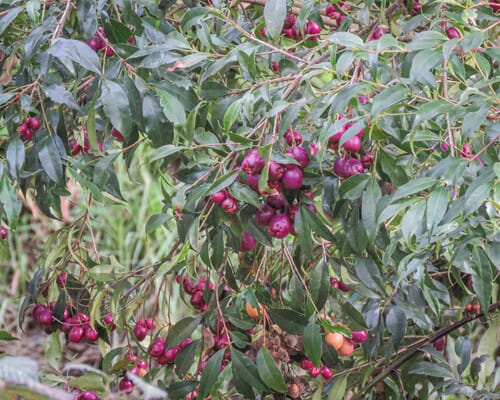 Syzygium australe (Creek satinash) — photo