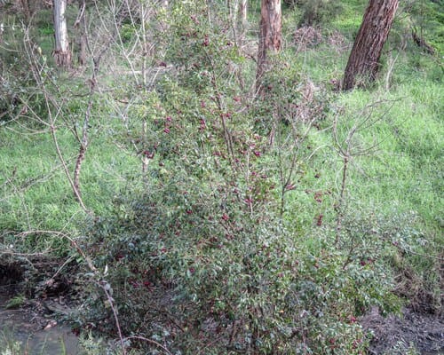 Syzygium australe (Creek satinash) — photo