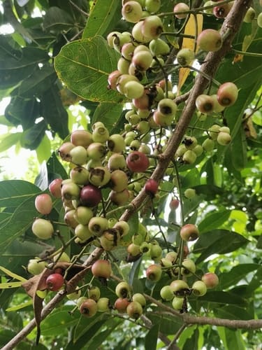 Syzygium balsameum (Tram) — photo