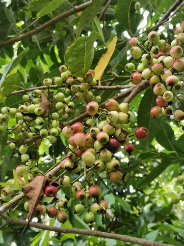 Syzygium balsameum