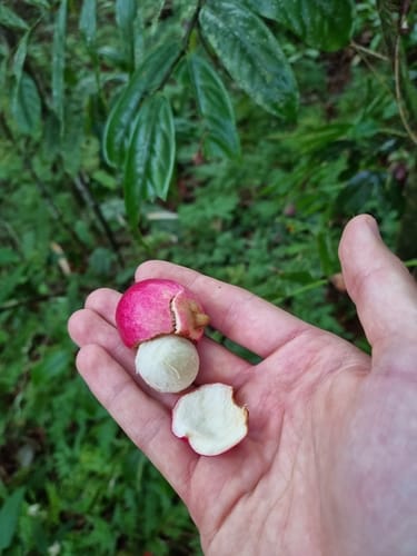 Syzygium boonjee (Boonjee satinash) — photo
