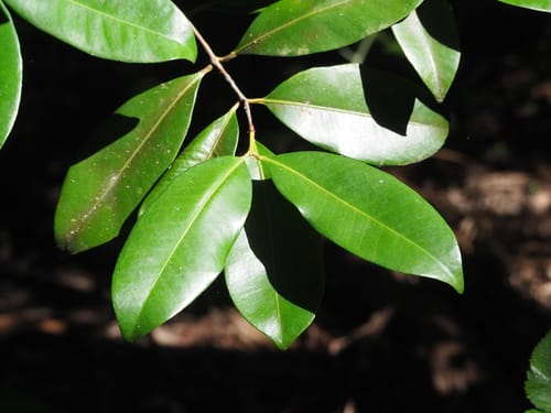 Syzygium branderhorstii (Lockerbie Satinash) — photo