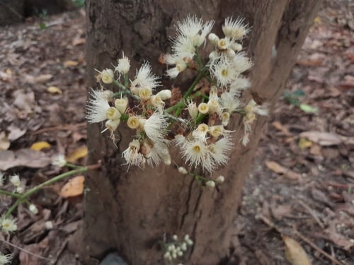 Syzygium branderhorstii