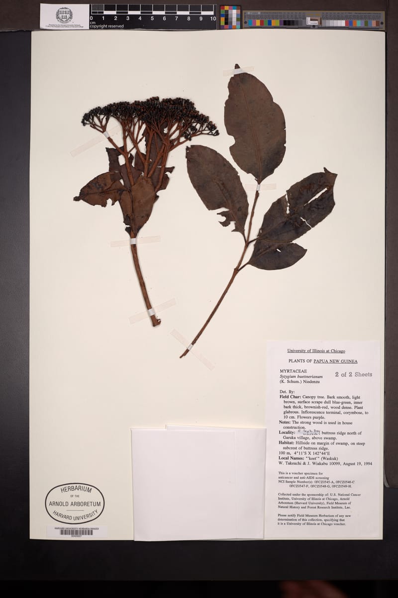 Syzygium buettnerianum — photo