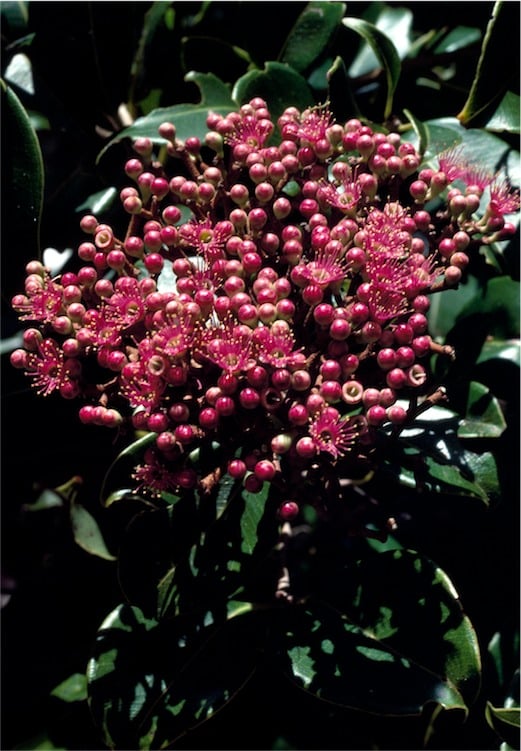 Syzygium buettnerianum