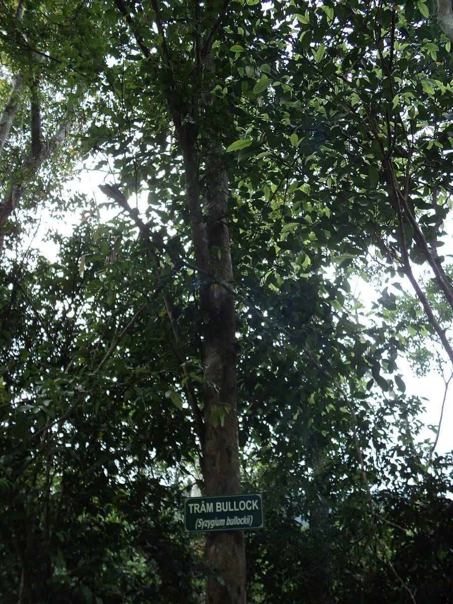 Syzygium bullockii — photo