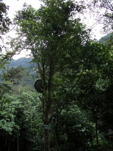 Syzygium bullockii