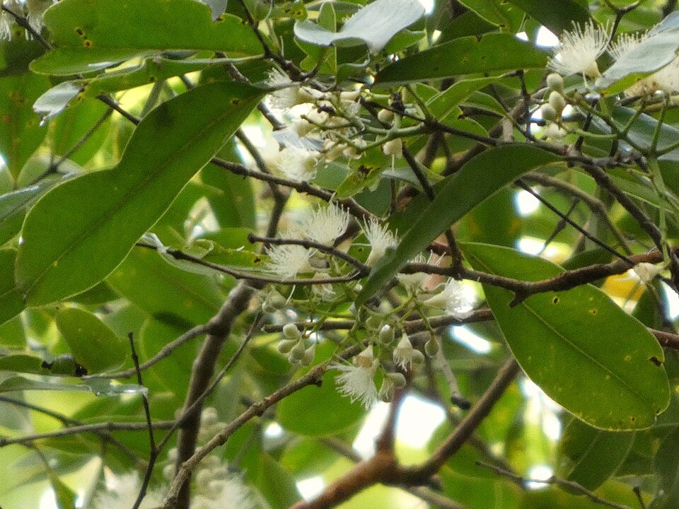 Syzygium bungadinnia (Bamaga white fruit) — photo
