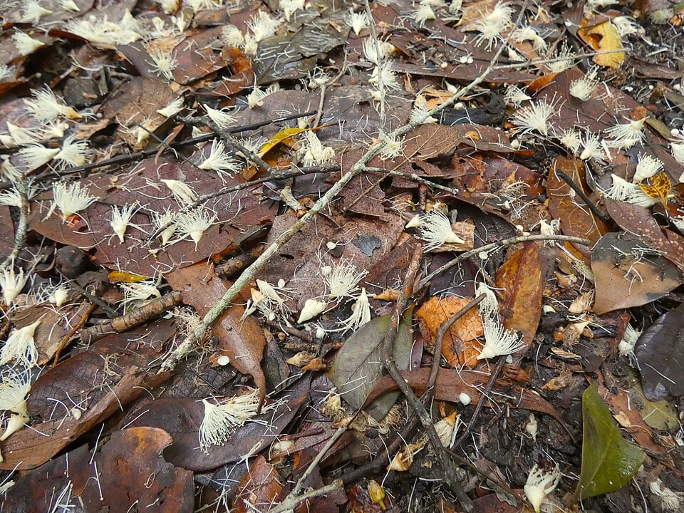 Syzygium bungadinnia