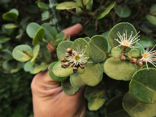 Syzygium calophyllifolium (Neerodam) — photo