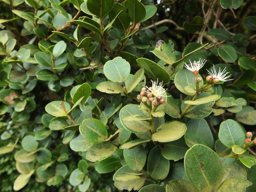 Syzygium calophyllifolium