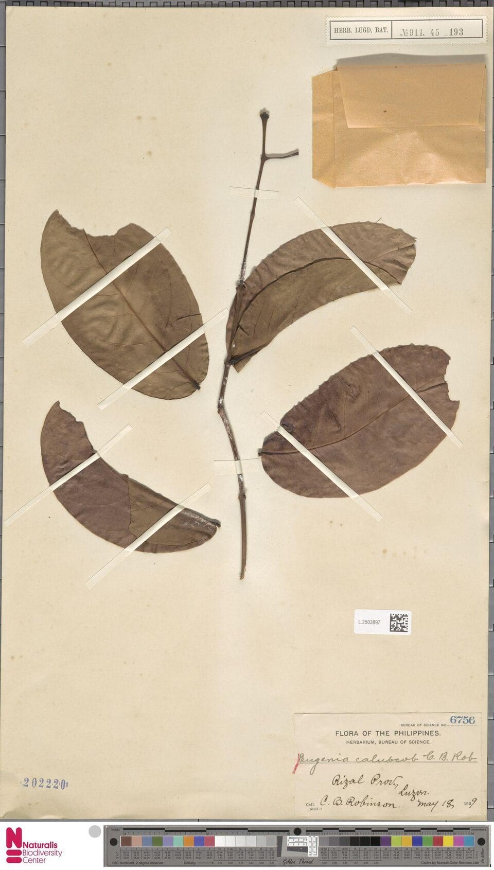Syzygium calubcob