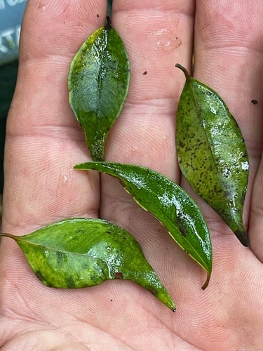 Syzygium canicortex (Yellow satinash) — photo