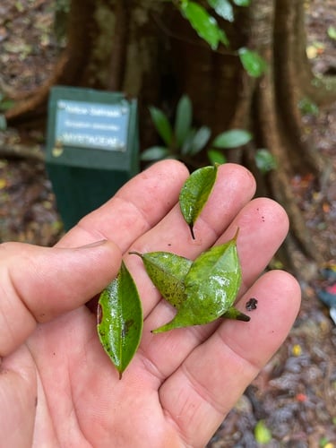 Syzygium canicortex (Yellow satinash) — photo
