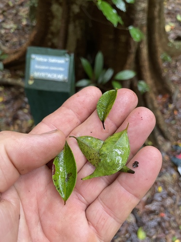 Syzygium canicortex