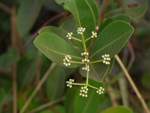 Syzygium caryophyllatum (South Indian plum) — photo