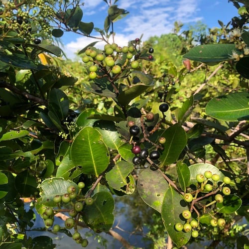 Syzygium caryophyllatum (South Indian plum) — photo