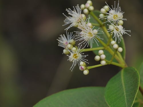 Syzygium caryophyllatum