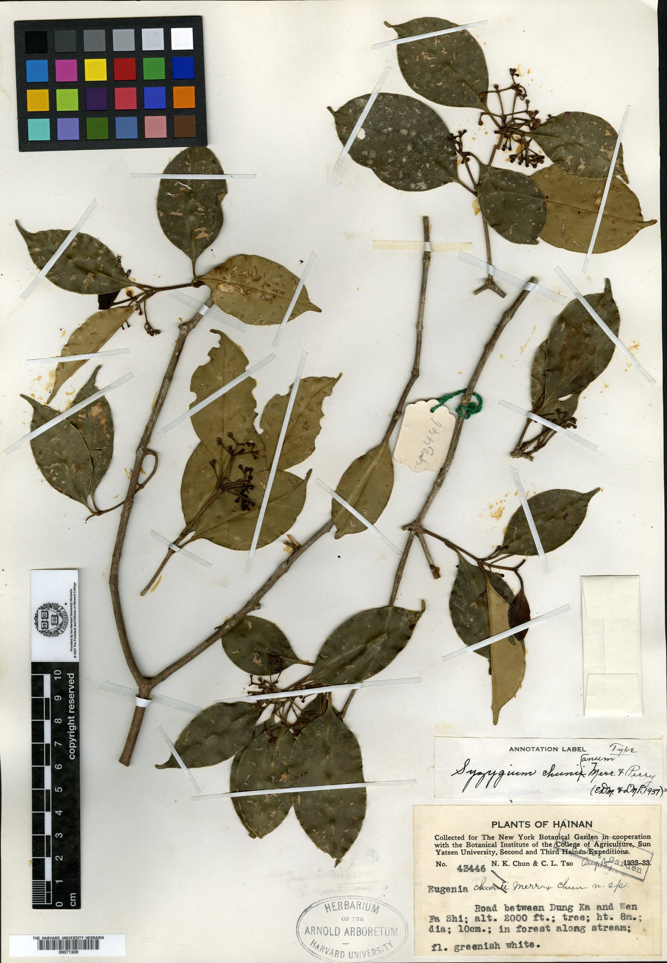 Syzygium chunianum