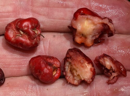 Syzygium claviflorum (Trumpet satinash) — photo