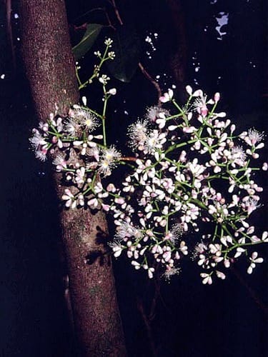 Syzygium clusiifolium (Aifua) — photo