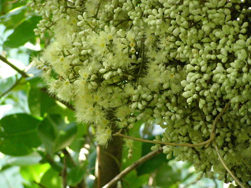 Syzygium clusiifolium
