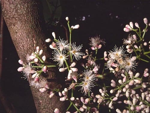 Syzygium clusiifolium (Aifua) — photo