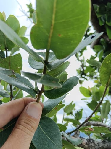 Syzygium cordatum (Water berry) — photo