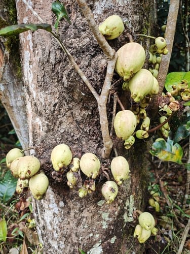 Syzygium cormiflorum (White apple) — photo