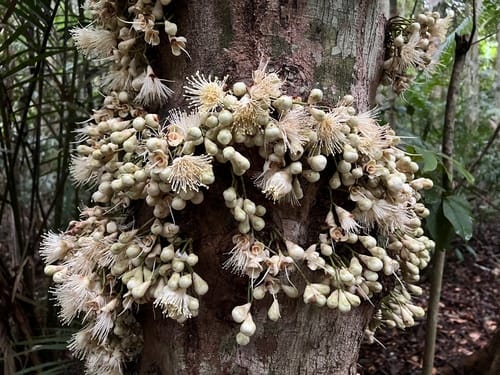 Syzygium cormiflorum (White apple) — photo