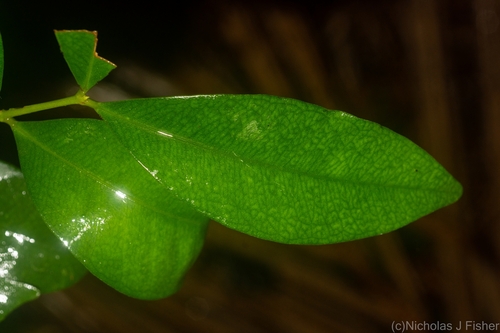 Syzygium corynanthum (Sour Cherry) — photo