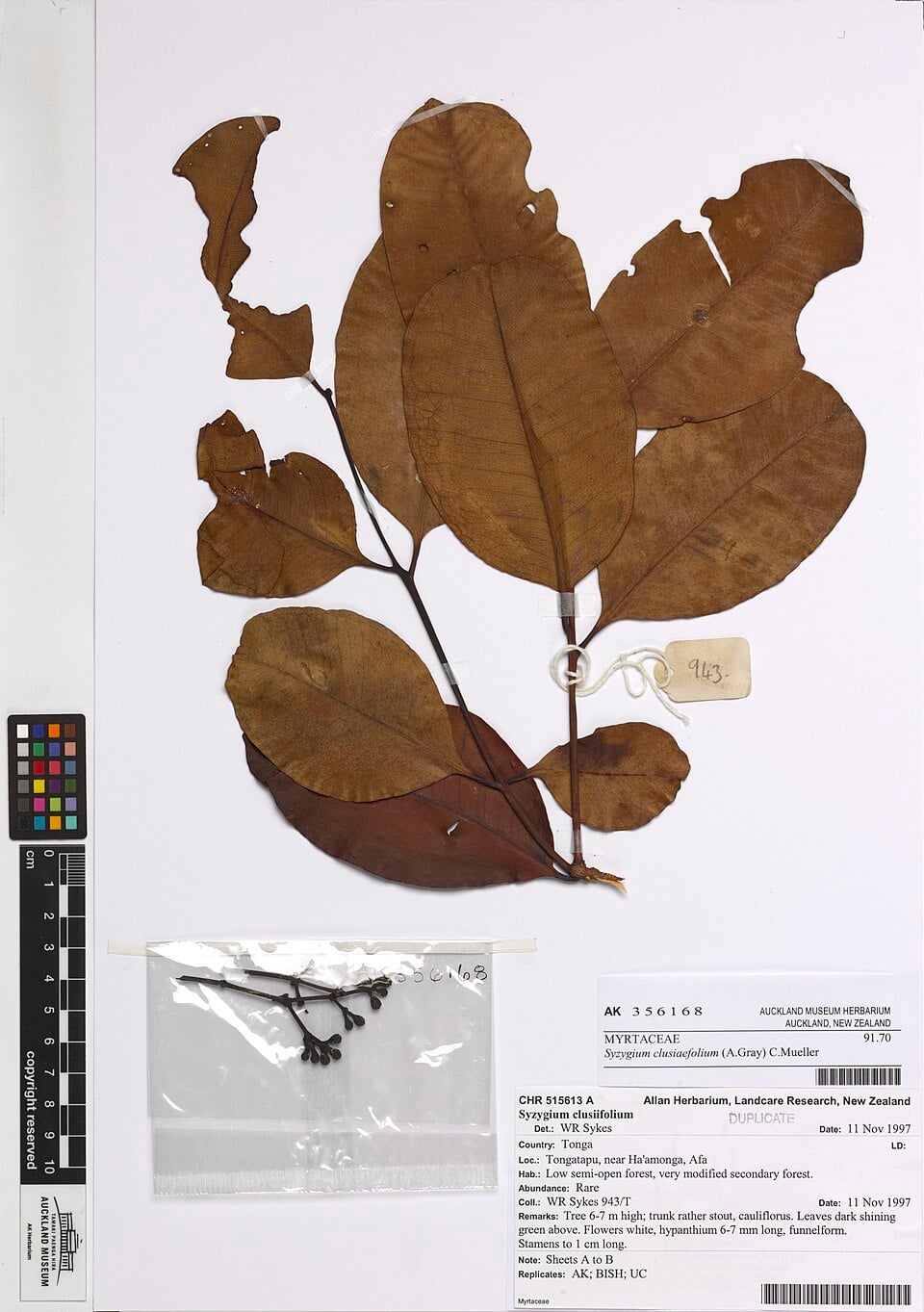 Syzygium corynocarpum (Fragrant myrtle) — photo