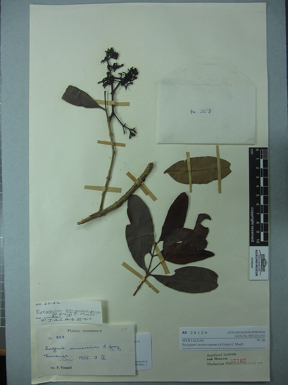 Syzygium corynocarpum
