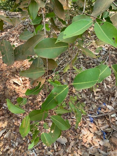 Syzygium cumini (Java plum) — photo