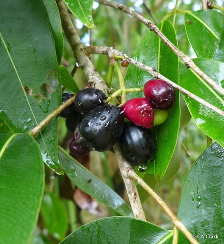 Syzygium cumini