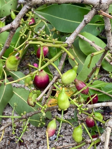 Syzygium cumini (Java plum) — photo