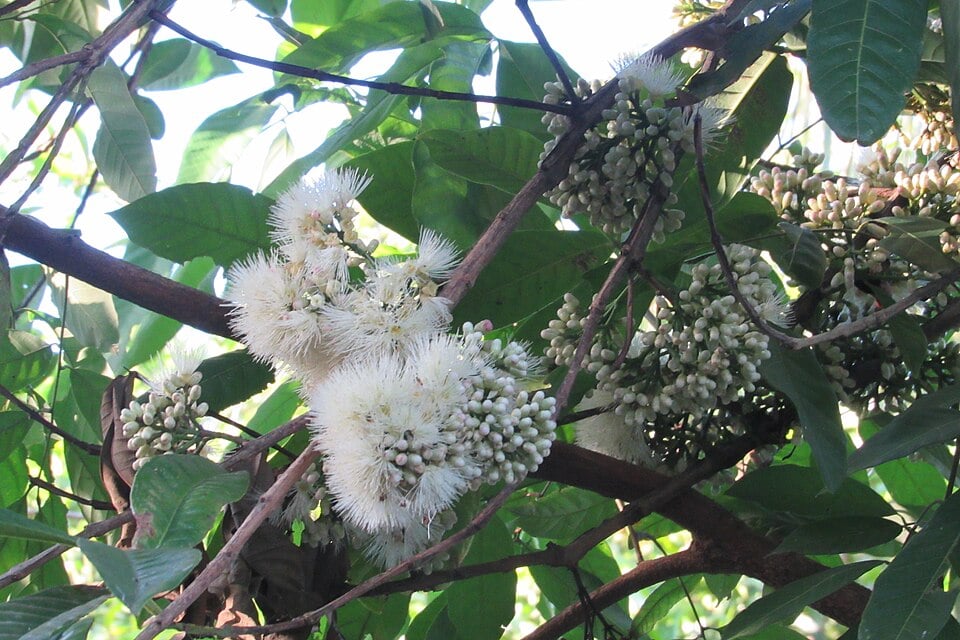 Syzygium curranii (Lipote) — photo
