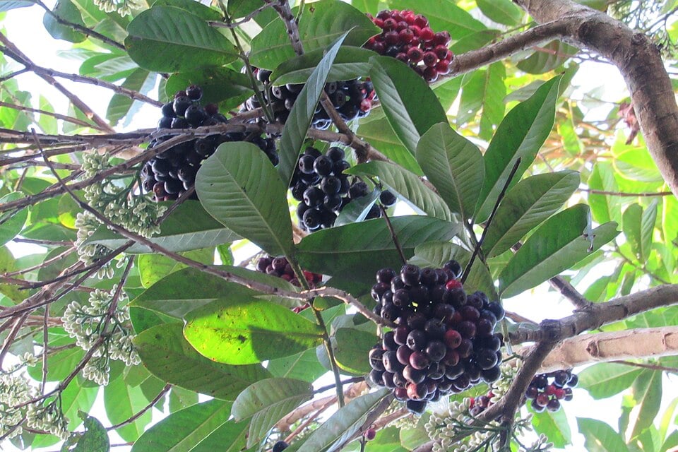 Syzygium curranii