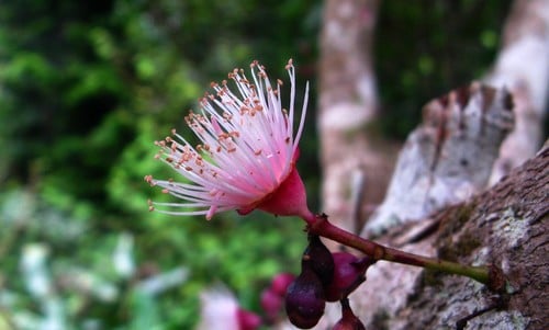 Syzygium cymosum — photo