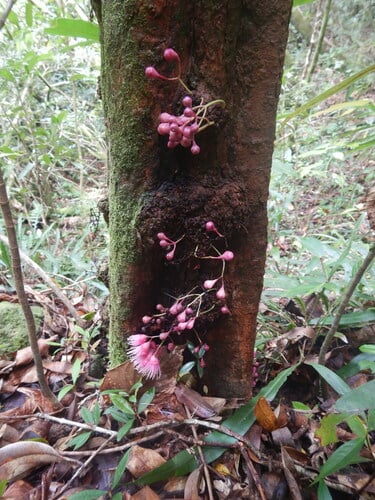 Syzygium cymosum — photo